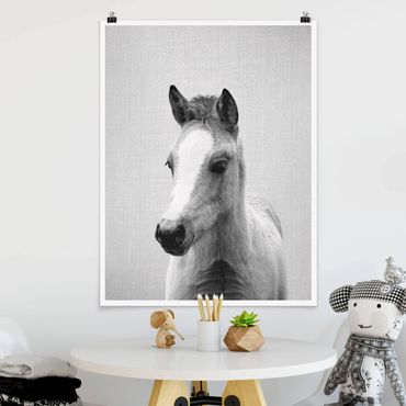 Poster reproduction - Baby Horse Philipp Black And White