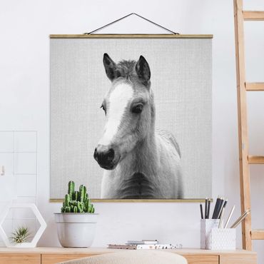 Tableau en tissu avec porte-affiche - Baby Horse Philipp Black And White - Carré 1:1