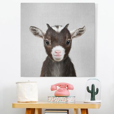 Tableau sur toile - Baby Goat Zelda - Carré 1:1