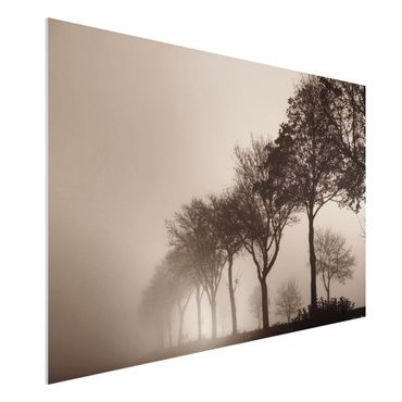 Impression sur forex - Tree Avanue In Morning Mist - Format paysage 3:2