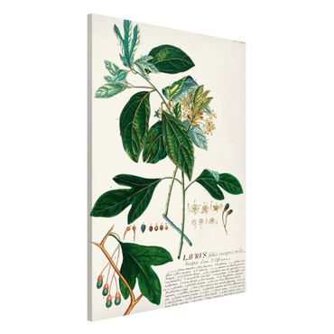 Tableau magnétique - Vintage Botanical Illustration Laurel