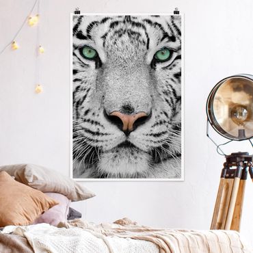 Poster animaux - White Tiger