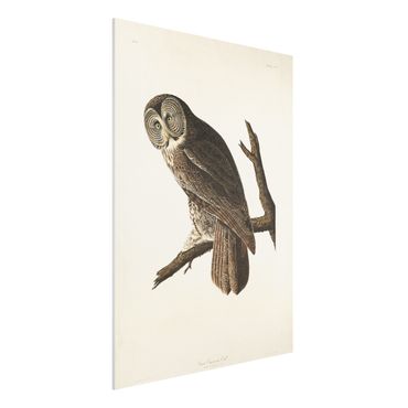 Impression sur forex - Vintage Board Great Owl