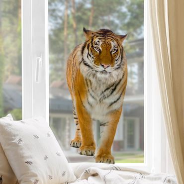 Sticker pour fenêtres - Banyan tiger