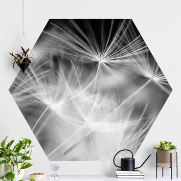Papier peint hexagonal autocollant avec dessins - Moving Dandelions Close Up On Black Background