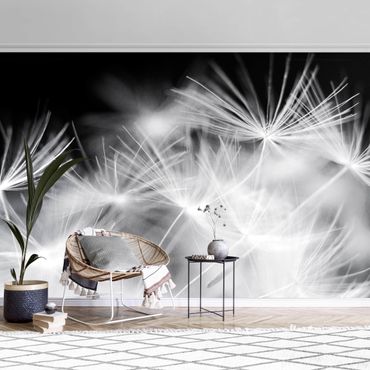 Metallic wallpaper - Moving Dandelions Close Up On Black Background