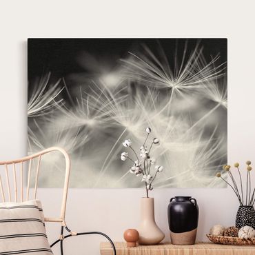 Tableau sur toile naturel - Moving Dandelions Close Up On Black Background - Format paysage 4:3