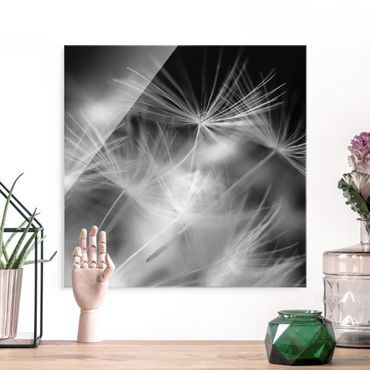 Tableau en verre - Moving Dandelions Close Up On Black Background - Carré