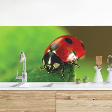 Revêtement mural cuisine - Lady Bird