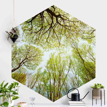 Papier peint panoramique hexagonal autocollant - Glance Upon Treetops