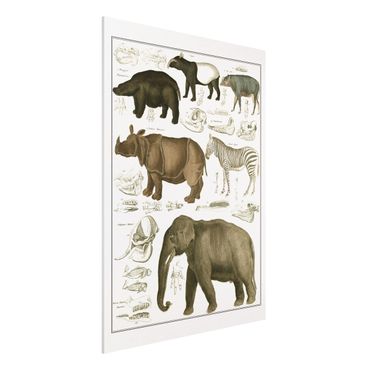 Impression sur forex - Vintage Board Elephant, Zebra And Rhino