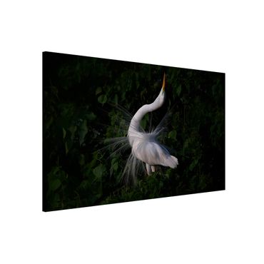 Tableau magnétique - Dancing Egrets In Front Of Black