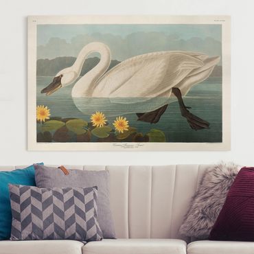 Impression sur toile - Vintage Board American Swan