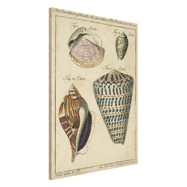 Tableau magnétique - Vintage Conch Drawing Pattern Bunte