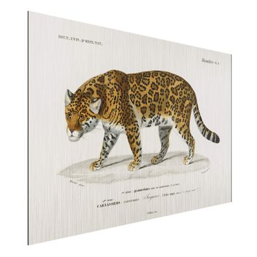 Impression sur aluminium - Vintage Board Jaguar