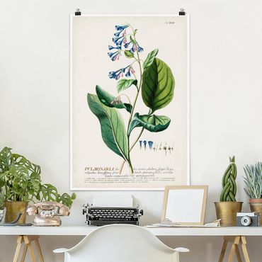 Poster - Vintage Botanical Illustration Lungwort