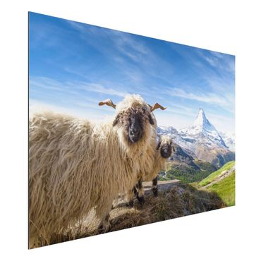Tableau sur aluminium - Blacknose Sheep Of Zermatt