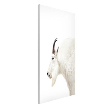 Tableau magnétique - White Mountain Goat