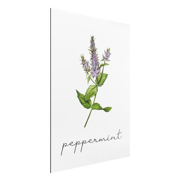 Tableau sur aluminium - Herbs Illustration Pepper Mint