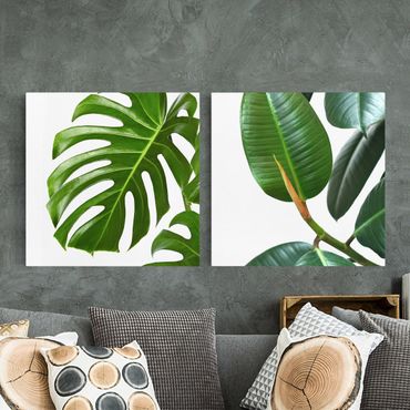 Impression sur toile - Monstera And Rubber Tree