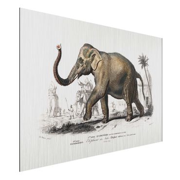 Impression sur aluminium - Vintage Board Elephant