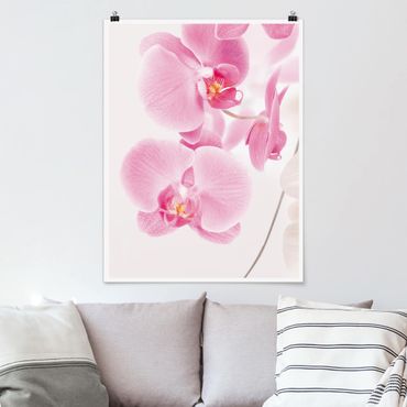 Poster fleurs - Delicate Orchids