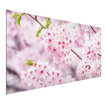 Tableau sur aluminium - Japanese Cherry Blossoms