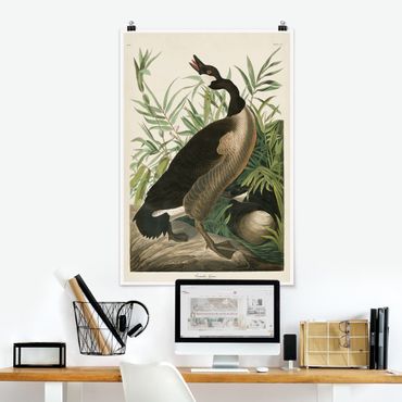 Poster - Vintage Board Canada Goose