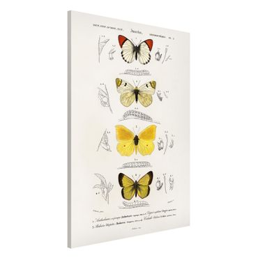 Tableau magnétique - Vintage Board Butterflies II