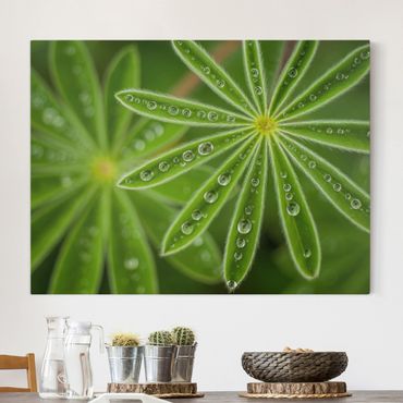 Impression sur toile - Morning Dew On Lupine Leaves