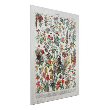 Impression sur aluminium - Vintage Board Flowers IV