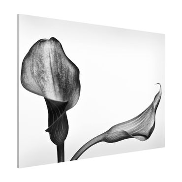 Tableau magnétique - Calla Close-Up Black And White