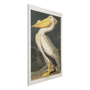 Impression sur aluminium - Vintage Board White Pelican