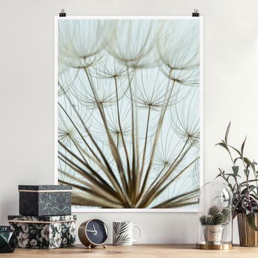 Poster fleurs - Beautiful dandelion macro shot