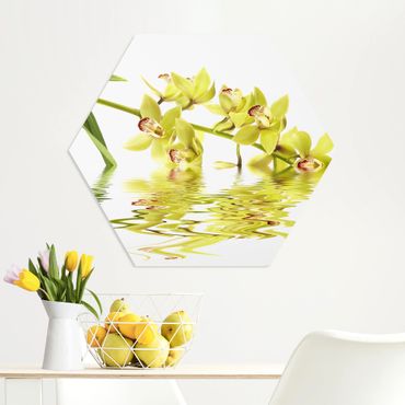 Hexagone en forex - Elegant Orchid Waters