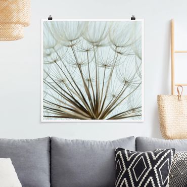 Poster - Beautiful dandelion macro shot