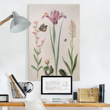 Tableau sur toile - Anna Maria Sibylla Merian - Rock Lychnis And Rose