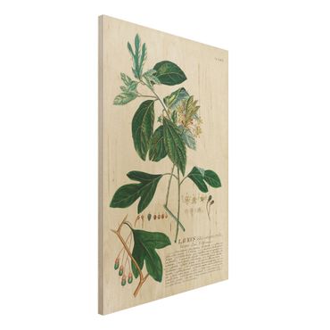Impression sur bois - Vintage Botanical Illustration Laurel