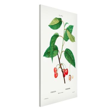 Tableau magnétique - Botany Vintage Illustration Red Cherries