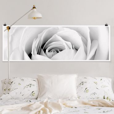 Poster panoramique fleurs - Close Up Rose