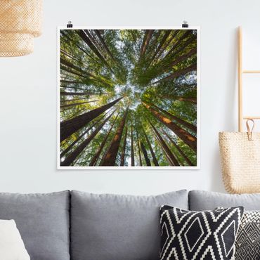Poster - Sequoia Tree Tops