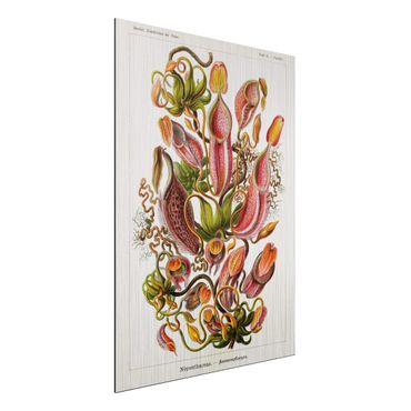Impression sur aluminium - Vintage Board Plants Illustration Red Green