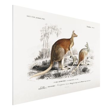 Impression sur forex - Vintage Board Kangaroo