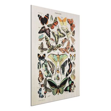 Impression sur aluminium - Vintage Board Butterflies And Moths