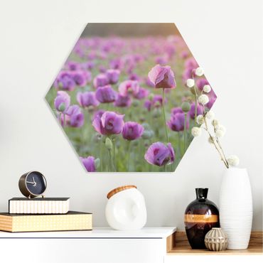 Hexagone en forex - Purple Poppy Flower Meadow In Spring