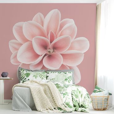 Papier peint - Dahlia Pink Blush Flower Centered