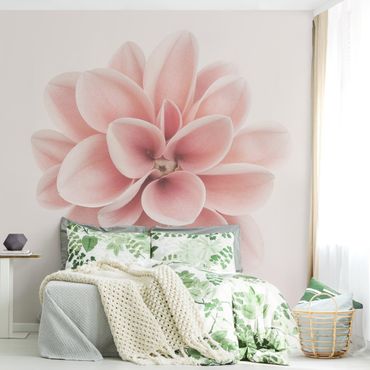 Papier peint - Dahlia Pink Pastel Flower Centered