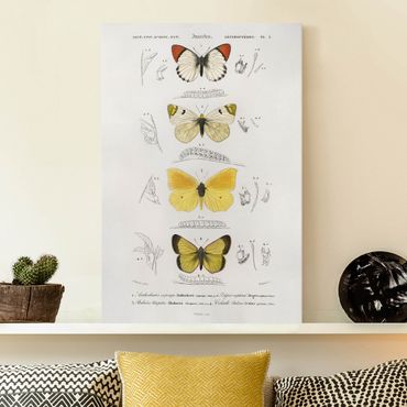 Impression sur toile - Vintage Board Butterflies II