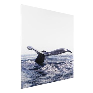 Tableau sur aluminium - Whale Song On Iceland