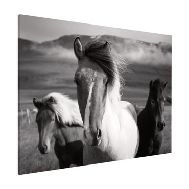 Tableau magnétique - Wild Horses Black And White